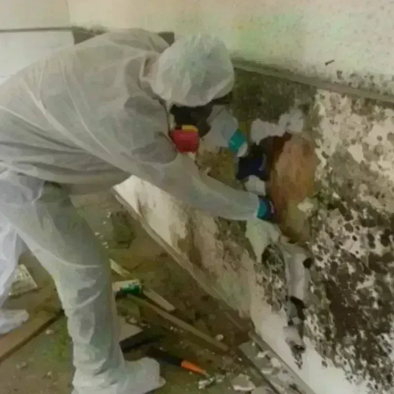 Mold Remediation and Removal in Stony Point, MI